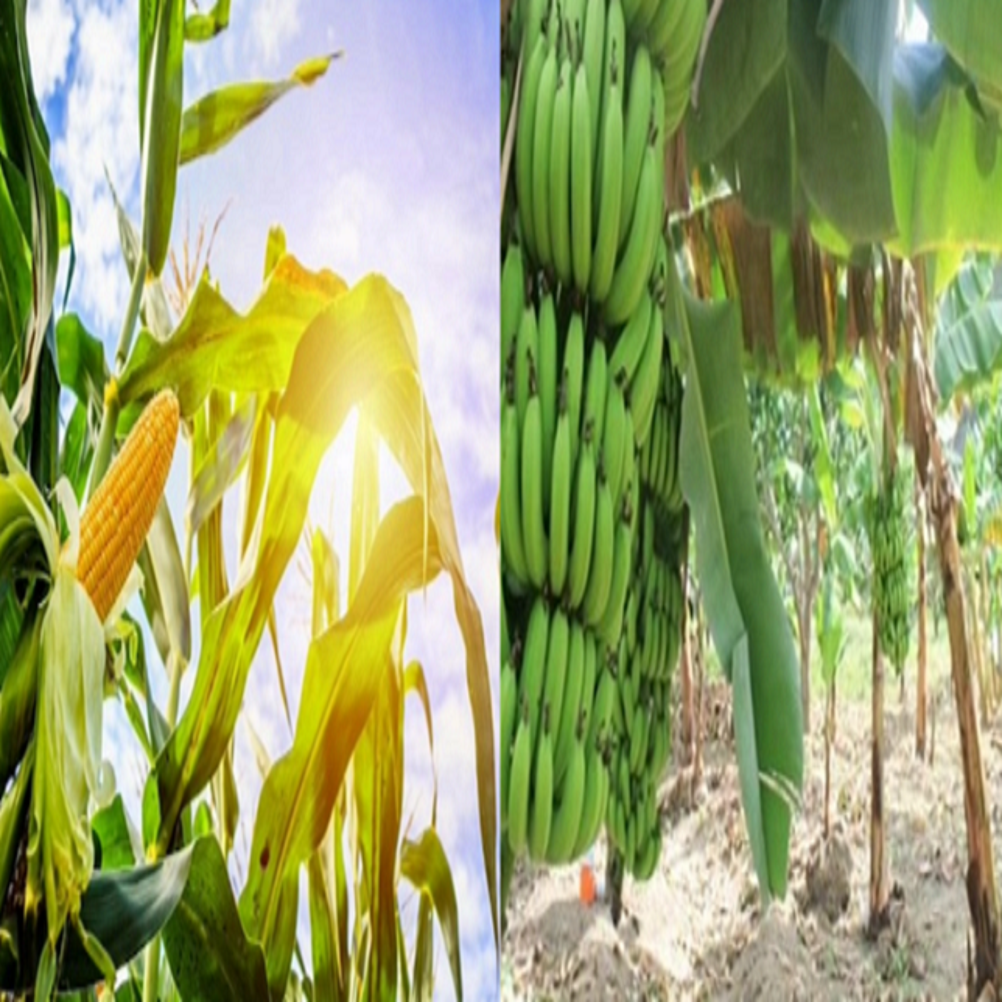 DemeFood Maize and Plantain